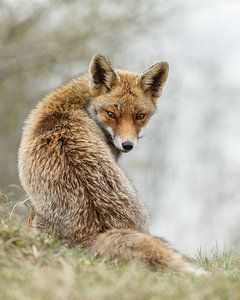 Rotfuchs