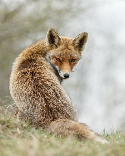 Red fox