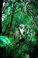 Zanzibar Fringe Monkey