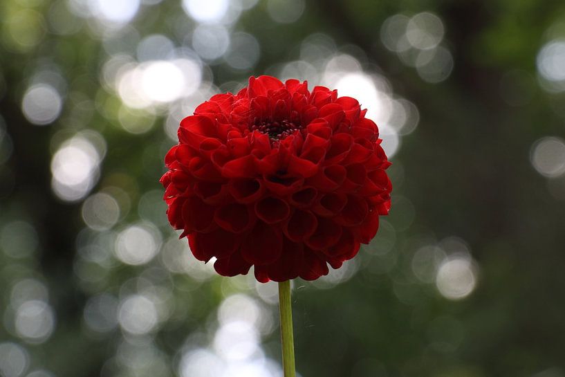 Rode Dahlia van Wieke Streef