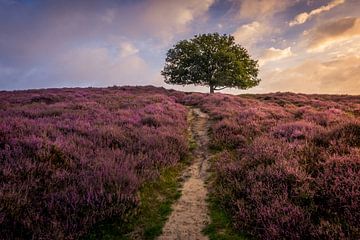 Purple hill von Mario Visser