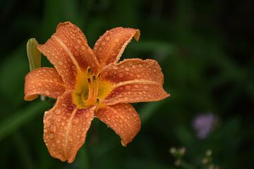 A daylily flower after the rain by Claude Laprise