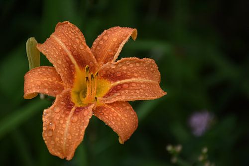 Eine Taglilienblüte nach dem Regen