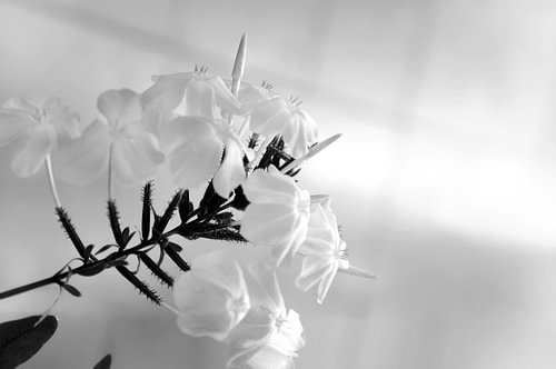 Plumbago