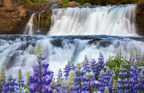 Lupinen am Wasserfall