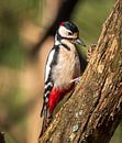 Great Spotted Woodpecker by Rik Zwier thumbnail