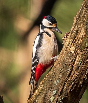 Great Spotted Woodpecker by Rik Zwier