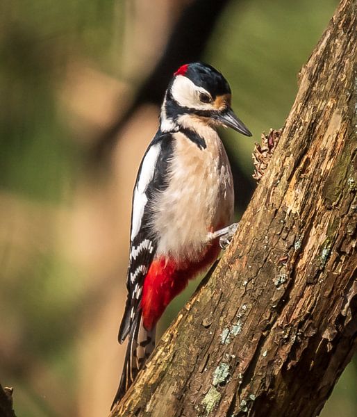 Great Spotted Woodpecker by Rik Zwier