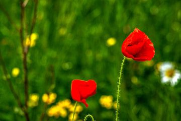 Geniet van de natuur van Photoart-Naegele