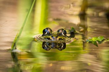 You don't see me, do you? by Leo Kramp Fotografie