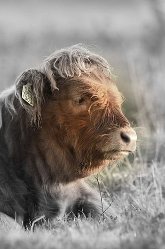 Veau écossais Highlander bicolore sur Sascha van Dam