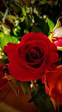 Warme roos van Robert Petets