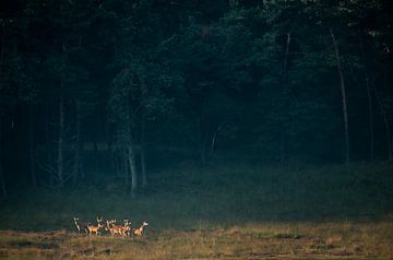 Cerf rouge sur Stijn Smits