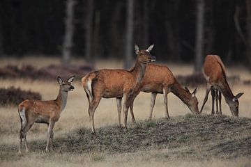 Hindes met kalf van Marcel de Bruin