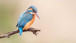 kingfisher by Hans Debruyne