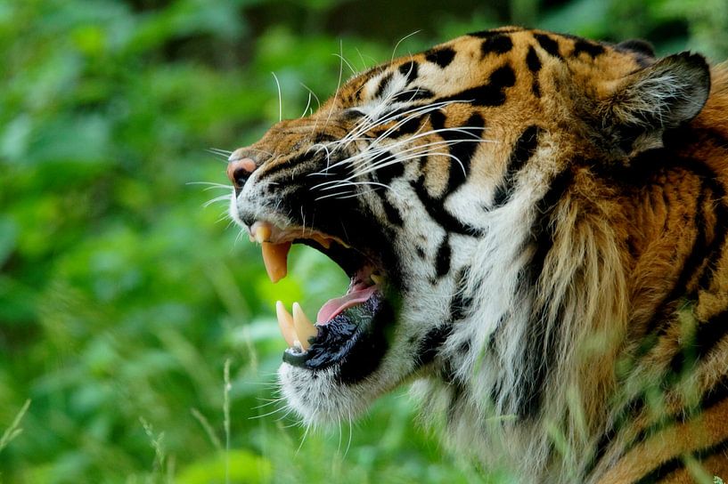 Is het al weekend? by Lennard Kazen