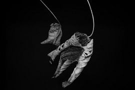 Inside Nature by Mario Creanza