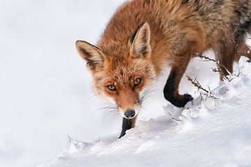 Fuchs läuft im Schnee vorbei von Jolanda Aalbers