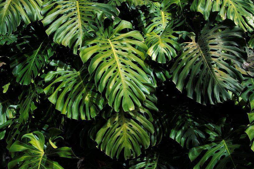 Schöne grüne Blätter/Blatt Monstera Deliciosa Blatt von Bianca ter Riet