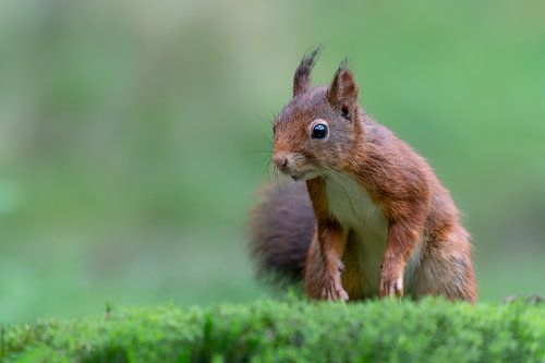 Nieuwsgierige eekhoorn in het bos.