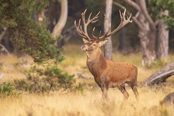 Deer on the Hoge Veluwe, rutting season by Gert Hilbink