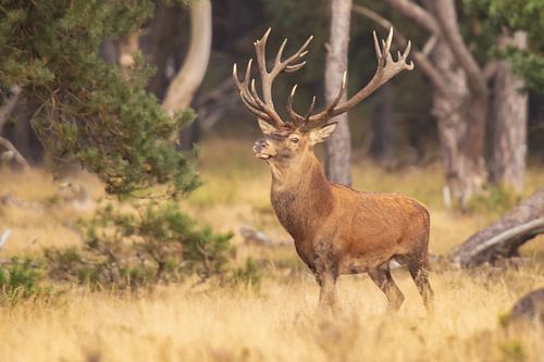 Deer on the Hoge Veluwe, rutting season