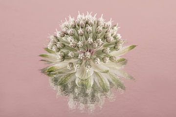 Eenvoud in roze: Reflectie van een Zeeuws knoopje van Marjolijn van den Berg