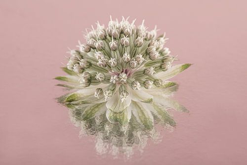 Simplicité en rose : Réflexion d'un bouton zélandais