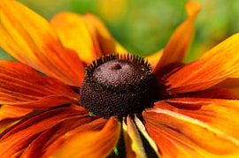 Zonnehoed van Violetta Honkisz