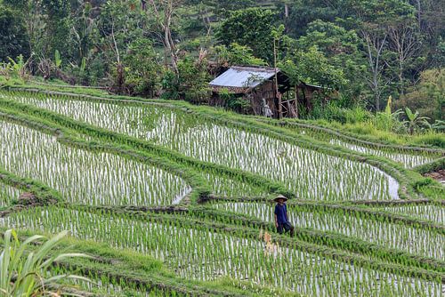 Aan het werk in de sawa