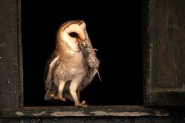 Barn owl with mouse by Andius Teijgeler