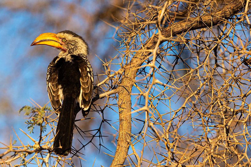 Zazoo in der Morgensonne von Jeroen de Weerd