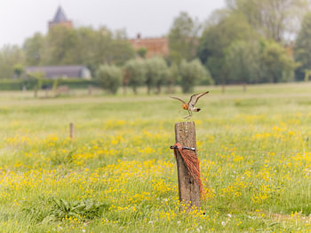 Grutto (Limosa limosa) in oerhollands polderlandschap