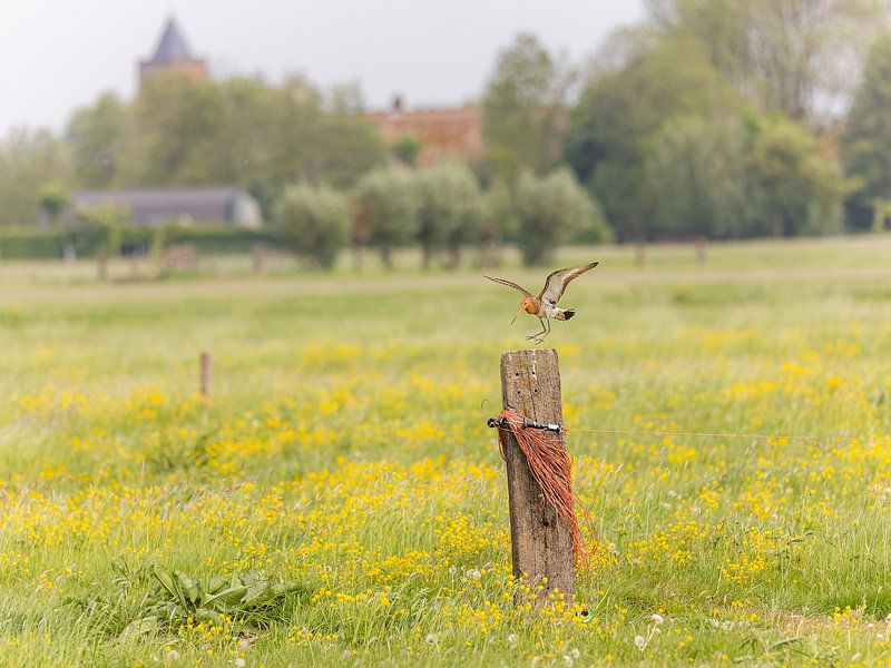 Barge à queue noire (Limosa limosa) dans le paysage primitif des polders néerlandais par Jacob Molenaar