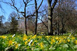 Gelbe Frühlingsblumen von Frank's Awesome Travels