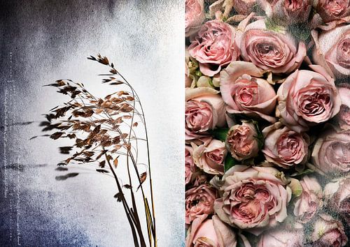 A BREEZE SIGN_QUAKING GRASS AND ROSES