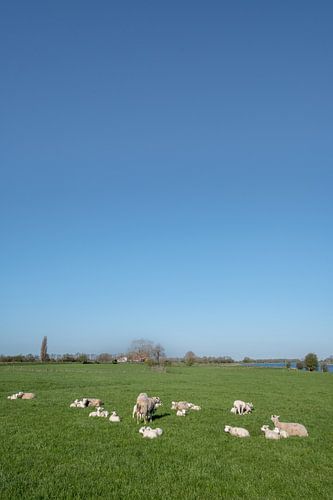 Schapen en lammetjes