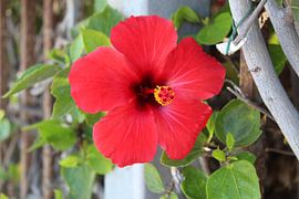 Hawaiian hibiscus by Marvin Taschik