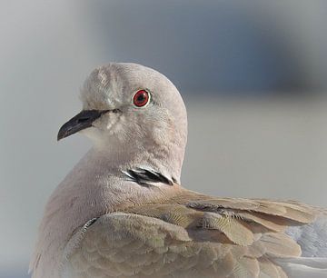 Mooie duif van Anita van Gendt