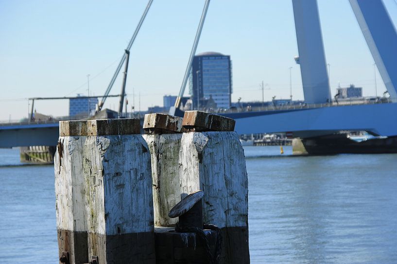 Dukdalf te water by Fotografia PB