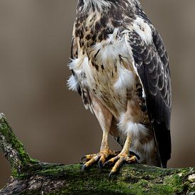 Buizerd van Sandra Raangs