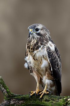 Buizerd