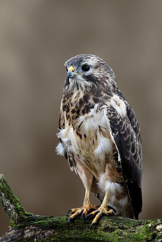 Buzzard