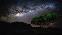 Ciel étoilé avec Voie lactée au-dessus d'un arbre - Aus, Namibie par Martijn Smeets Aperçu