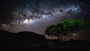 Ciel étoilé avec Voie lactée au-dessus d'un arbre - Aus, Namibie