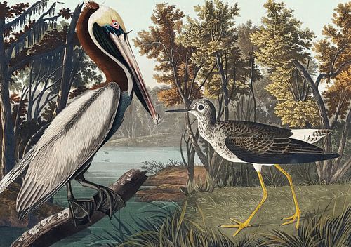 Hé pelikaan, wat doe jij in mijn schilderij?