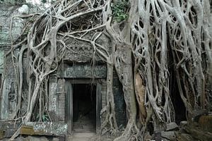 Der Dschungel hat den Ta-Prohm-Tempel in seiner Gewalt von Rini Kools