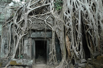 Der Dschungel hat den Ta-Prohm-Tempel in seiner Gewalt