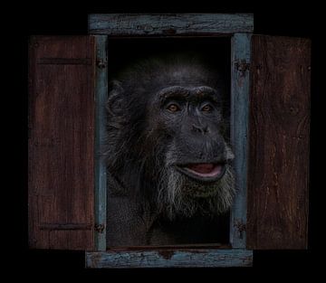 Chimpansee van Ron Meijer Photo-Art