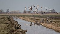 Flying ducks.